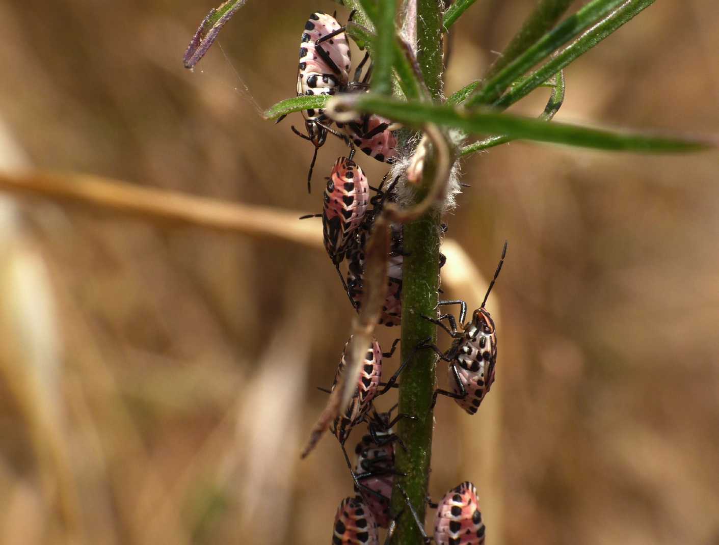 Famiglia di giovani Pentatomidae?